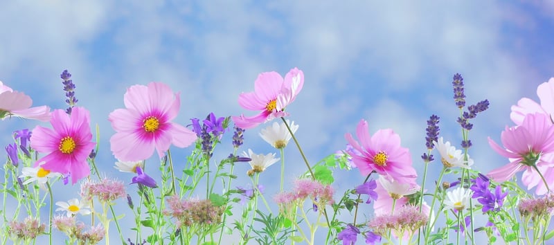 Fantasy Meadow 2