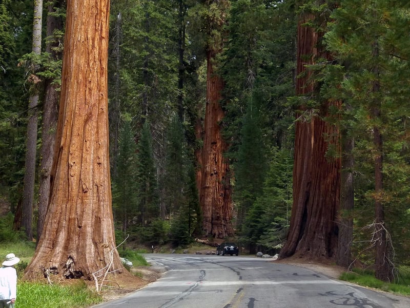 Sequoia Tree